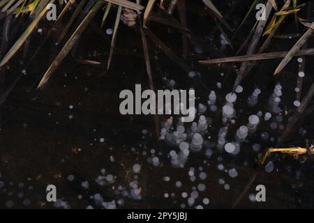 texture of the ice bubbles air gas hydrogen sulfide nature winter background on the river with cane Stock Photo