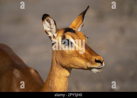Close-up of female common impala with catchlight Stock Photo