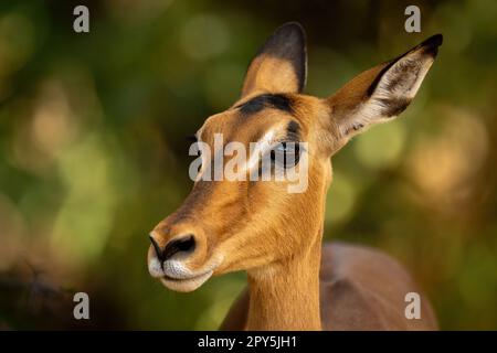 Close-up of female common impala in bushes Stock Photo