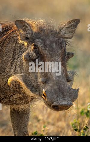 Close-up of common warthog standing watching camera Stock Photo