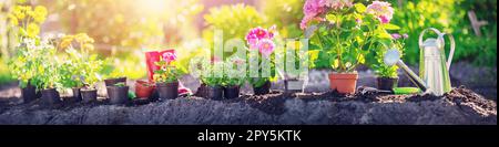 Panoramic view of the garden bed with pots of flowers and working tools on it. Stock Photo