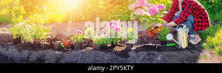 Gardner holding in her hands sprout of flower. Stock Photo