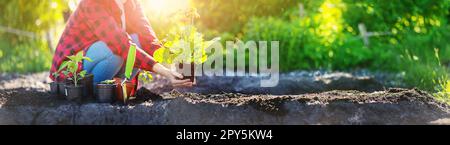 Gardner holding in her hands sprout of flower. Stock Photo