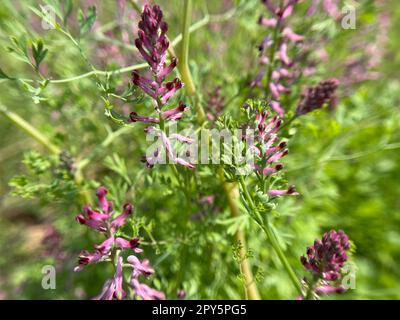 Erdrauch,Fumaria,Officinalis Stock Photo