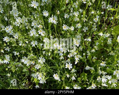 Field hornwort,Cerastium arvense Stock Photo