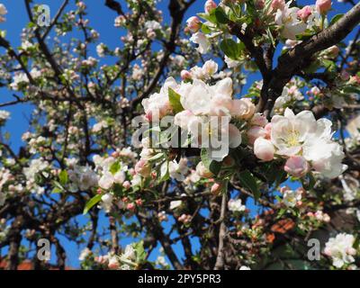 Blossoming flowers on the apple tree. Apple tree in bloom. White and pink beautiful flowers on the branches of a tree. Blue sky and red roof tiles in the background. Spring bloom Stock Photo