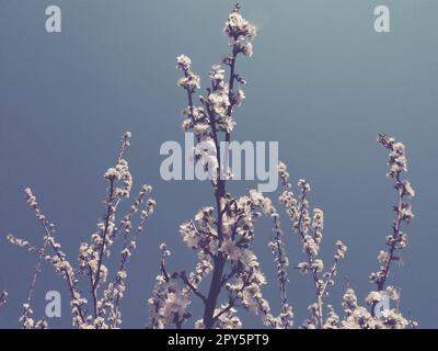 Flowers on branches against the sky. Retro style. Beautiful pink flowers and buds. Cherry, apple, plum, peach or apricot southern tree. Spring garden. Stock Photo
