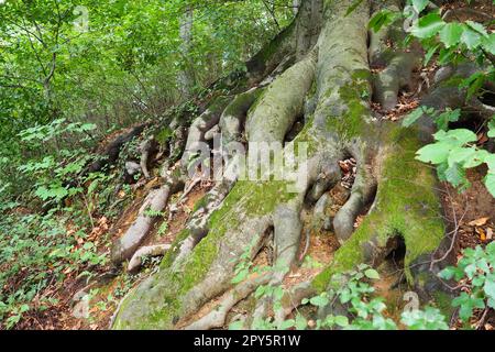 roots covered with green moss. Banja Koviljaca, Serbia, terraces park. The root is the underground part of the plant, which serves to strengthen it in the soil and absorb water and nutrients from it. Stock Photo
