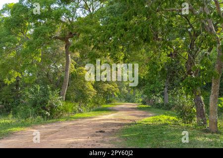 Typical idyllic rural road through forest in the Pantanal Wetlands, Mato Grosso, Brazil Stock Photo