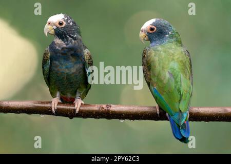 white-crowned pionus Stock Photo