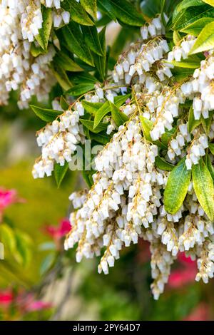 Pieris japonica Mountain Fire with little white bell urn-shaped flowers in spring (Kent, England, UK) Stock Photo
