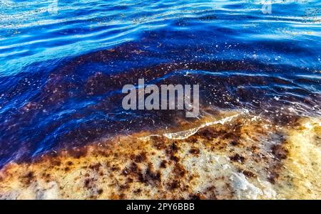 Beautiful Caribbean beach totally filthy dirty nasty seaweed problem Mexico. Stock Photo