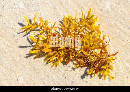 Fresh seaweed sargazo beach Punta Esmeralda Playa del Carmen Mexico. Stock Photo