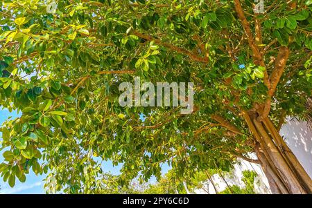 Huge beautiful Ficus maxima Fig tree Playa del Carmen Mexico. Stock Photo