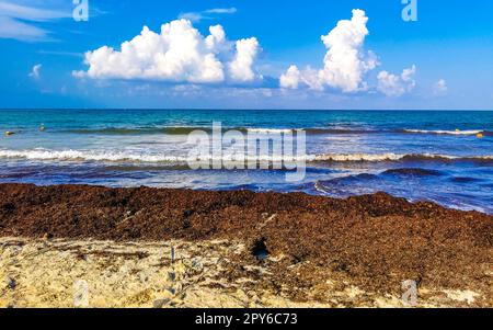 Beautiful Caribbean beach totally filthy dirty nasty seaweed problem Mexico. Stock Photo