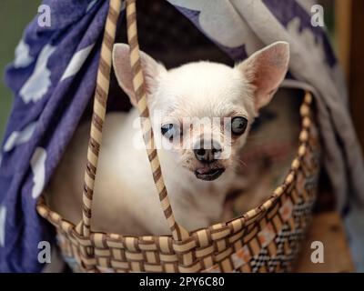 Cute chihuahua in a basket . Pet background Stock Photo