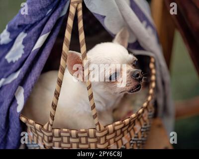 Cute chihuahua in a basket . Pet background Stock Photo