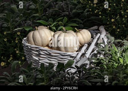 Autumn theme. Selective focus on decorative white pumpkins in a sunlit white wicker basket surrounded by blurred fresh green plants. Halloween and thanksgiving day. Stock Photo
