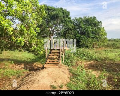Wooden Boardwalk over swampy area on a hiking trail in morning sun, Pantanal Wetlands, Mato Grosso, Brazil Stock Photo