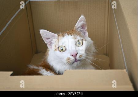 Cute Cat looks anxiously out of Cardboard Box. Stock Photo