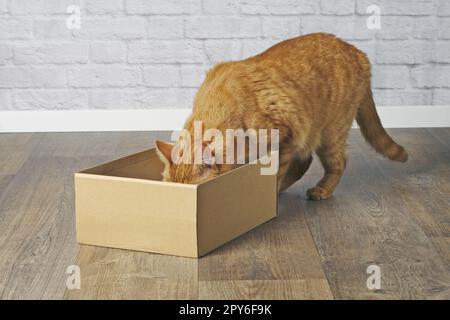 Funny red cat stuck his head curious inside a cardboard box. Stock Photo