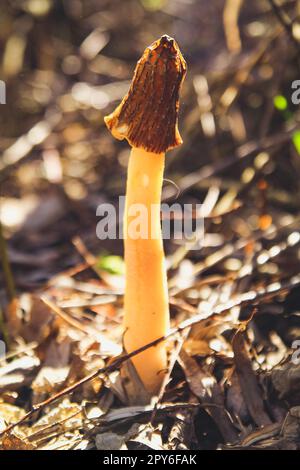 Close up small mushroom growing in forest concept photo Stock Photo