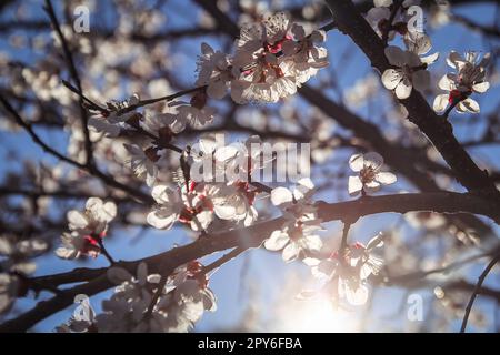 Close up blossoming cherry flowers illuminated by sunlight concept photo Stock Photo