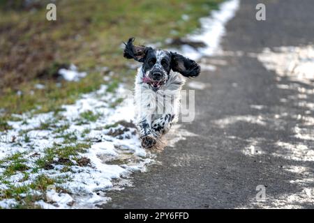 a dog running along the road with fluttering ears. english setter Stock Photo