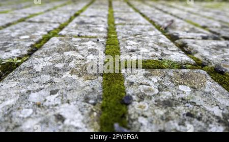Cobblestone floor with moss Stock Photo