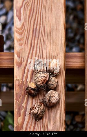 Group of in-shell walnuts stacked on wooden board Stock Photo