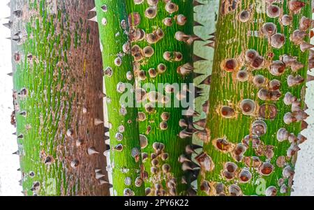 Young green beautiful Kapok tree Ceiba tree with spikes Mexico. Stock Photo