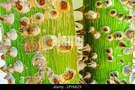 Young green beautiful Kapok tree Ceiba tree with spikes Mexico. Stock Photo