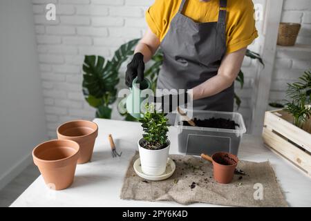 Close-up woman gardener transplanting houseplants watering green plant in pots on wooden table. Concept of home garden and take care plants in flowerpot Stock Photo