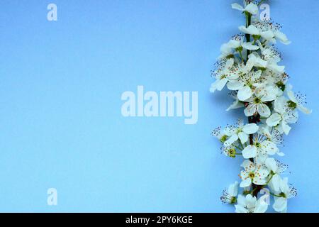 White flowers of bird cherry on a blue background. Copy space for text. Bright card for the holiday or invitation. Spring time. Stock Photo