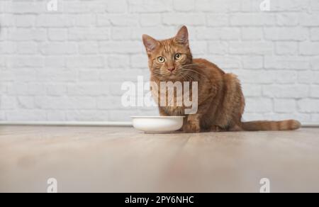 Ginger cat beside a food bowl looking curious at camera and waiting for Food. Stock Photo