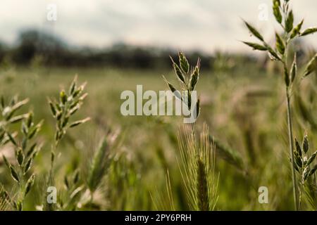 Close up wild grass concept photo Stock Photo