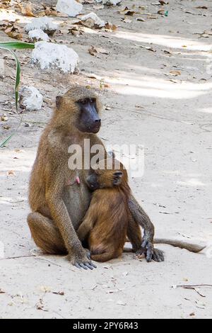 Gambia - Banjul, Makasutu National Park - Boboon Monkeys in Bufuloto Stock Photo