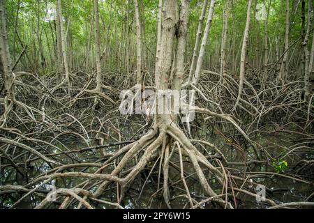 THAILAND PRACHUAP HUA HIN PRANBURI MANGROVES Stock Photo