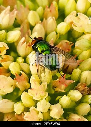 Green blowfly on a flower close-up Stock Photo