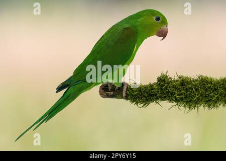plain parakeet Stock Photo