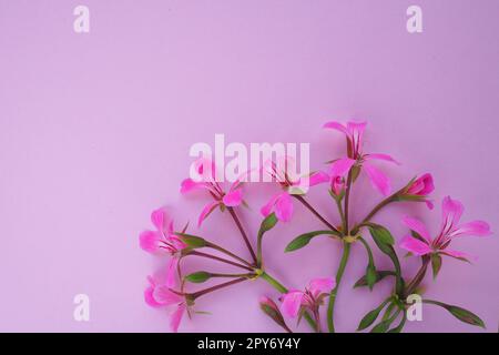 inflorescence of ivy geranium on a pink background. Beautiful inflorescence of pink ivy geranium in the bottom right corner. Copy space for text. Postcard for March 8, Valentine's Day, Mother's Day. Stock Photo