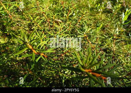 Marsh rosemary Ledum palustre is a plant species from the Ledum genus of the Heather family Ericaceae. Rhododendron tomentosum. Popular names: bagno, fragrant bagun, marsh madness, swamp Stock Photo