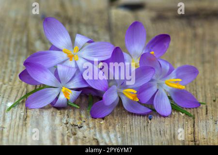 crocus - one of the first spring flowers on wooden background Stock Photo