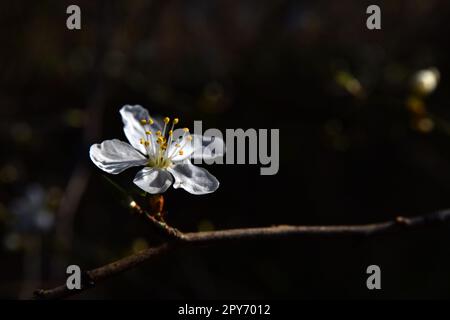 Cherry Blossom Stock Photo
