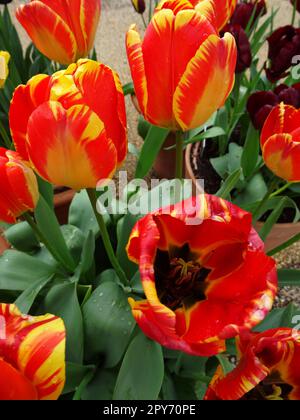 Striking Tulipa Banja Luka, Tulip Banja Luka, glowing in spring sunshine. Natural close up flowering plant portrait Stock Photo