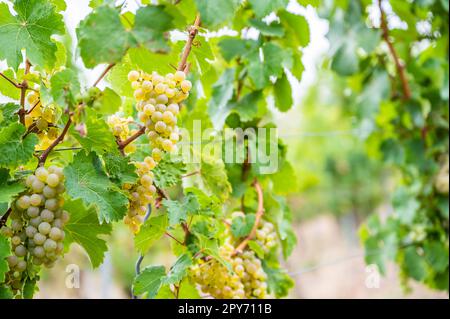 Close-up bright yellow wine grapes hang on a vine plant in a wine country during autumn, green leafs around the grapes Stock Photo