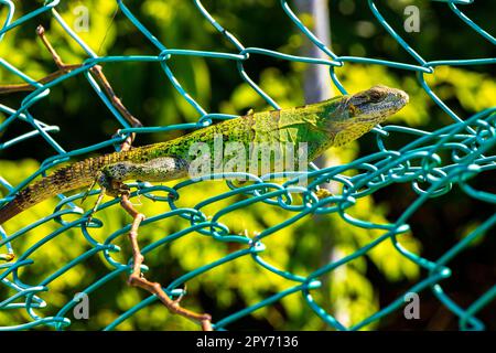 Caribbean green lizard on the fence Playa del Carmen Mexico. Stock Photo