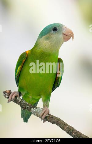 Grey cheeked parakeet for 2024 sale