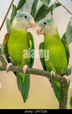 Grey cheeked parakeet for 2024 sale