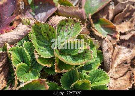 Strawberry plant with Reddish-brown Spots on the Leaves. Symptoms of Strawberry Disease. Affected Leaf of an Old Bush in the Spring garden close-up. Stock Photo